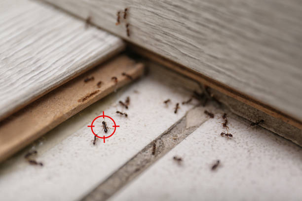 Best Spider Control Near Me  in Brazoria, TX