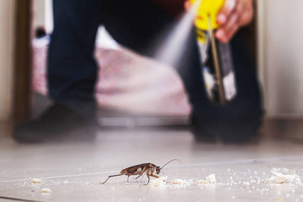 Best Residential Pest Control  in Brazoria, TX