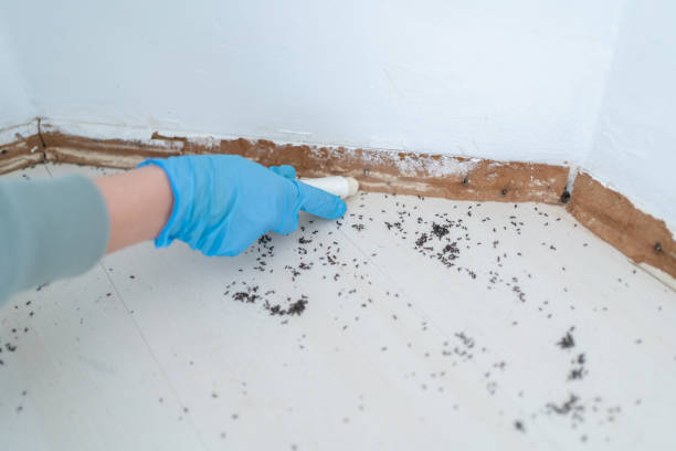 Best Pest Prevention Services  in Brazoria, TX